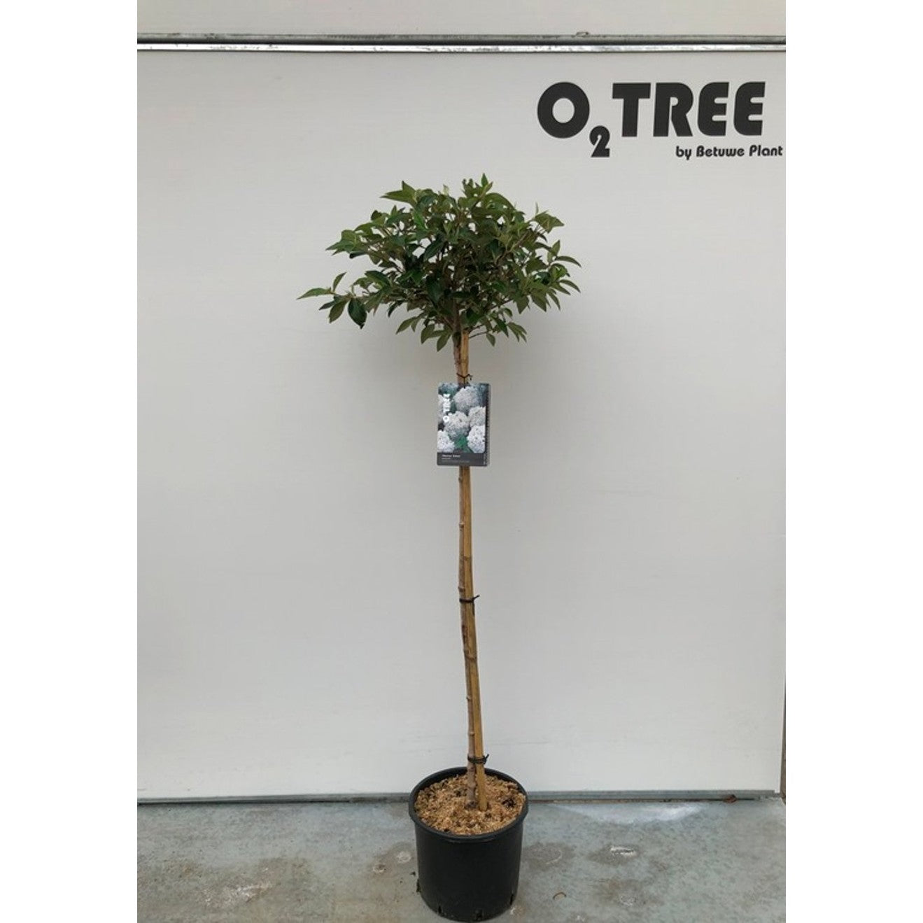 Hybridolvon – Viburnum 'Eskimo' - 120 CM Stem C12